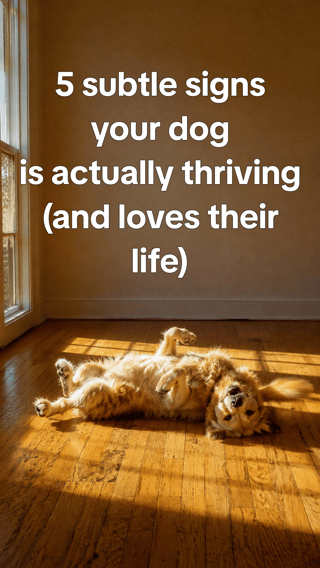 Signs your dog is happier than you think