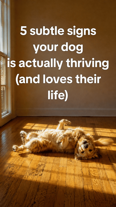Signs your dog is happier than you think — slide 1