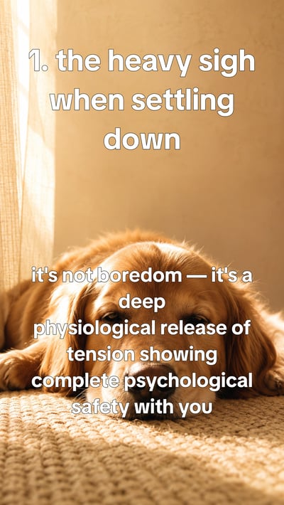 Signs your dog is happier than you think — slide 2