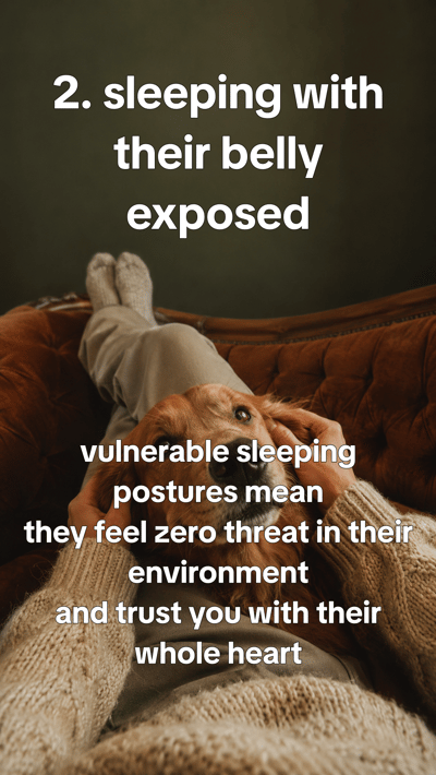 Signs your dog is happier than you think — slide 3