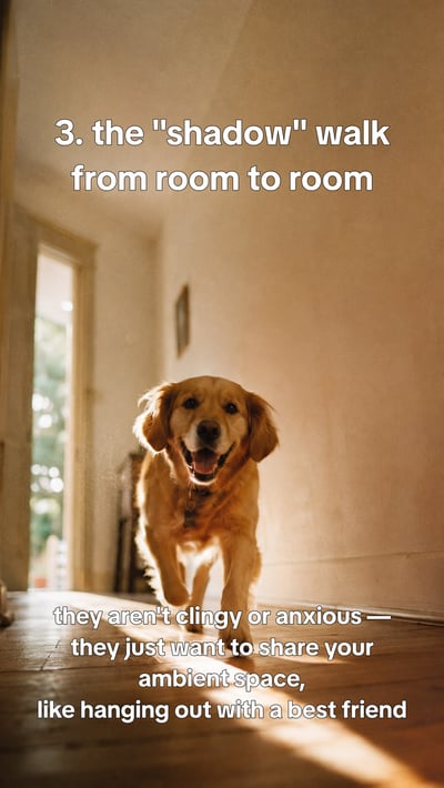 Signs your dog is happier than you think — slide 4