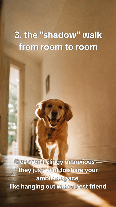 Signs your dog is happier than you think — slide 4