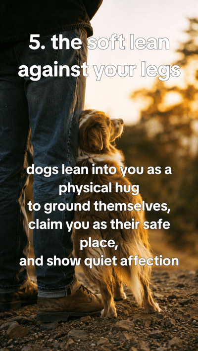 Signs your dog is happier than you think — slide 6